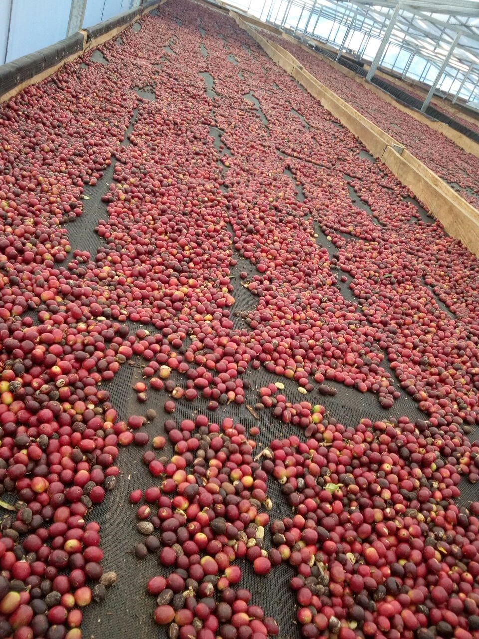 Coffee cherries drying in the sun