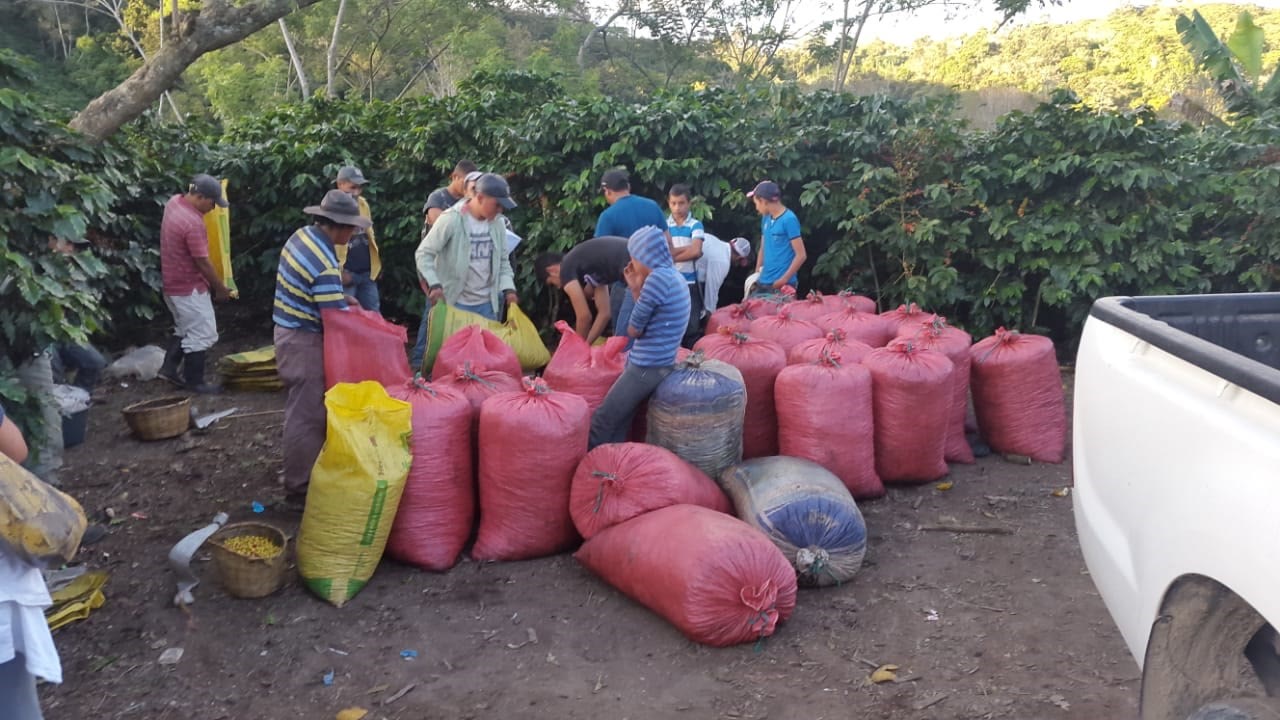 Harvest crews bagging coffee cherries at origin