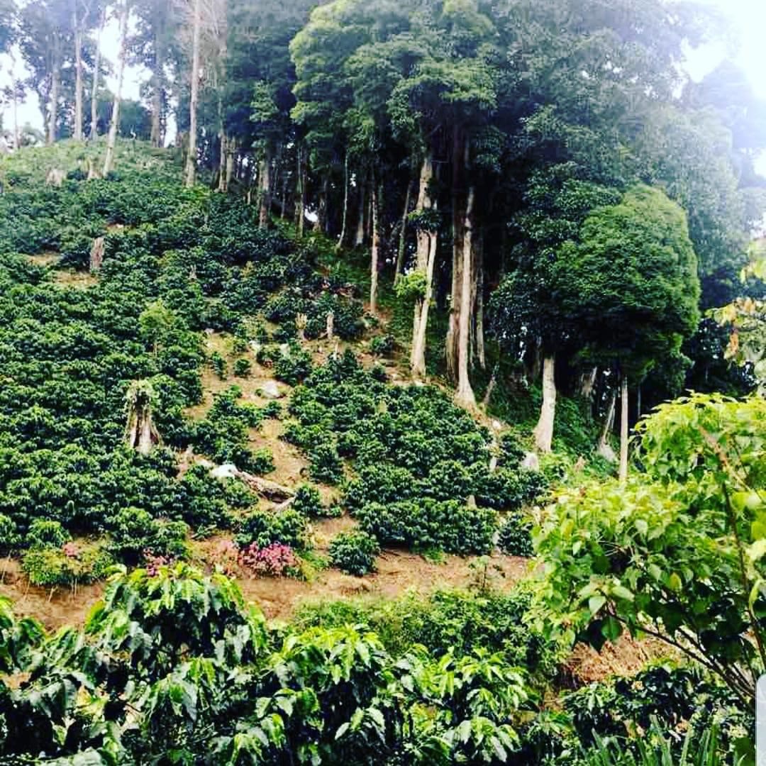 Shade-grown coffee trees on a Honduran hillside