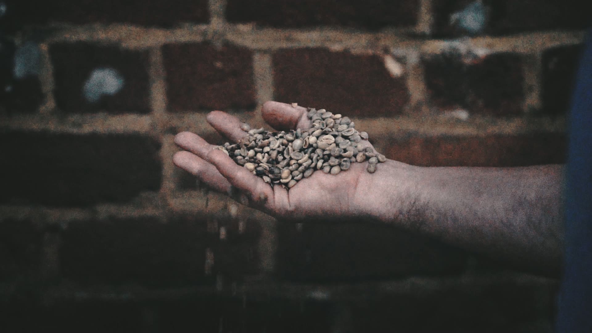 A handful of green coffee beans at the warehouse